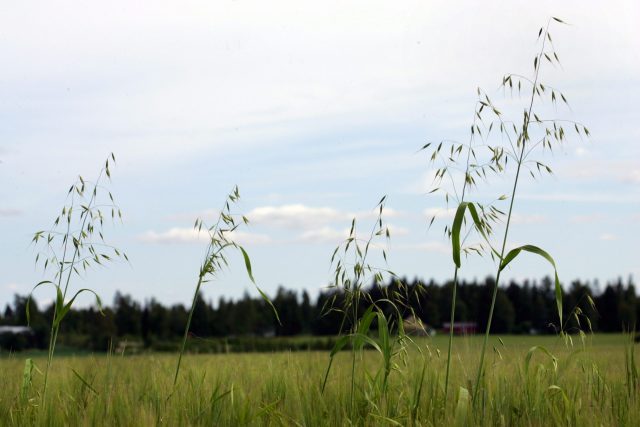 Kolumni: Maltillisenkin hyvinvoinnin säilyttäminen edellyttäisi rajuja toimia – onko ahneudellamme sijaa sille? - Suomen Uutiset